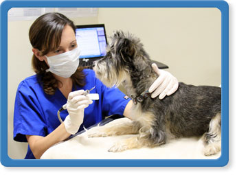 Pet Wellness Services in Jacksonville