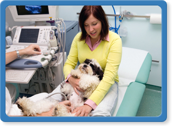 jacksonville pet ultrasound