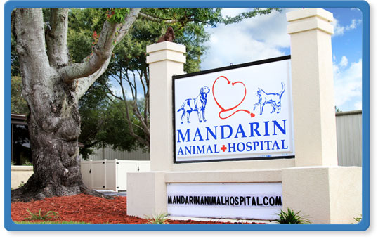 Jacksonville pet care information articles