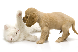 Caring for Your New Puppy or Kitten in jacksonville